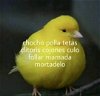 Xd