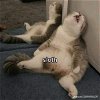 Anto
