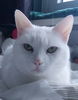 Timo