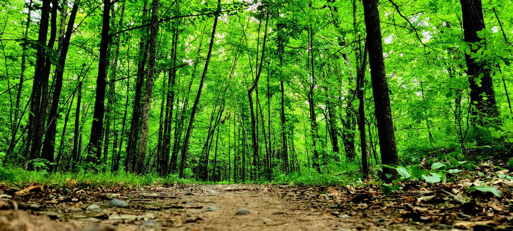 I see your trail and raise you a path.
(tap for full view)