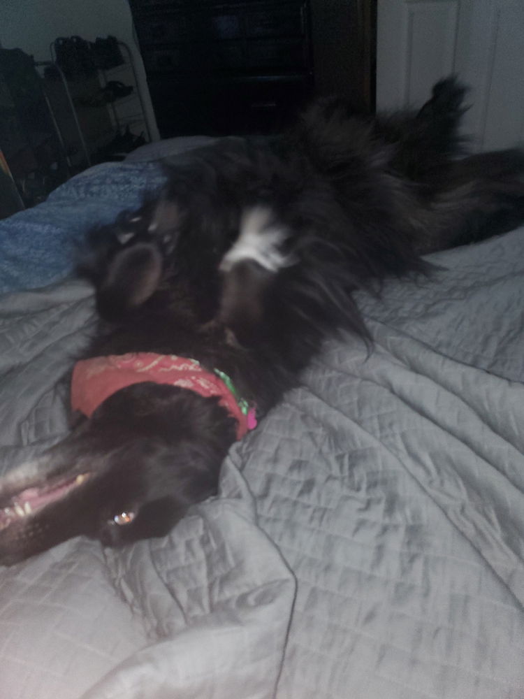 Bed shark