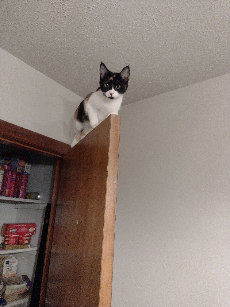 Former foster, Chloe
