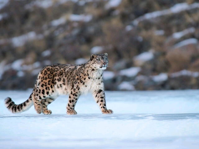 Mine is the Snow Leopard