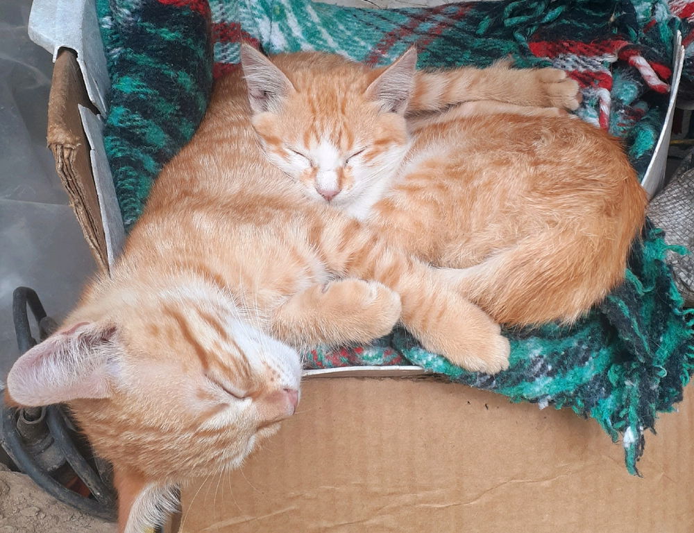 Gatitos❤