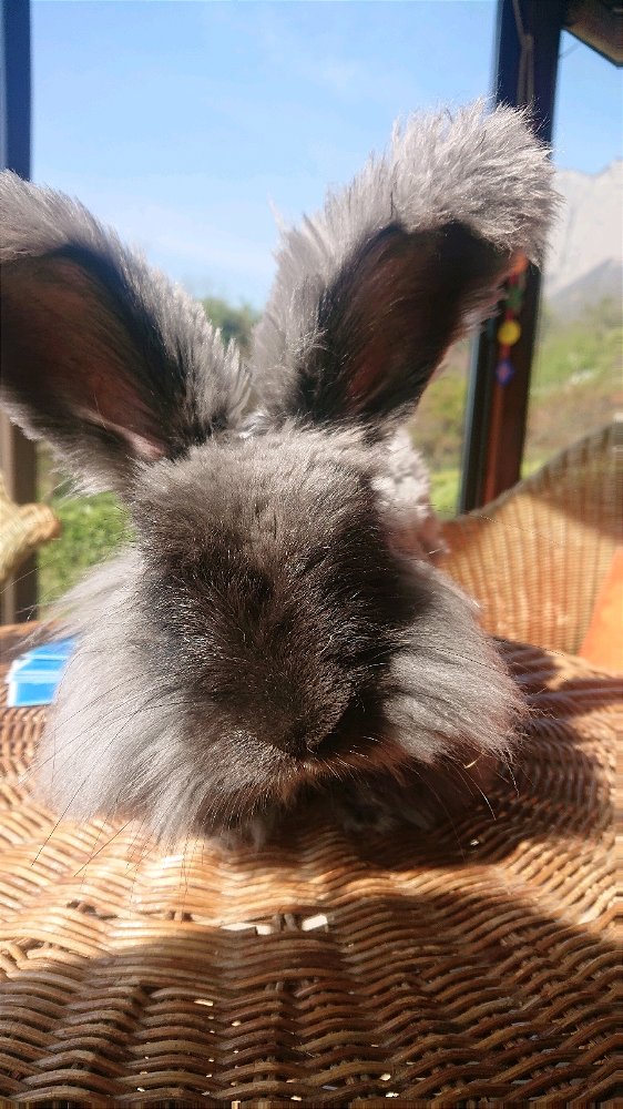 Lapin sans hésiter 🐰!!