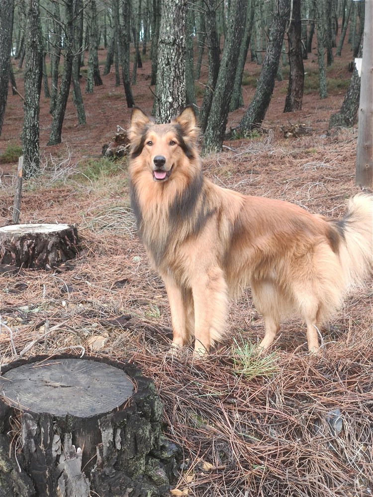 Yo tengo a Thor mi mejor compañero, 🤪