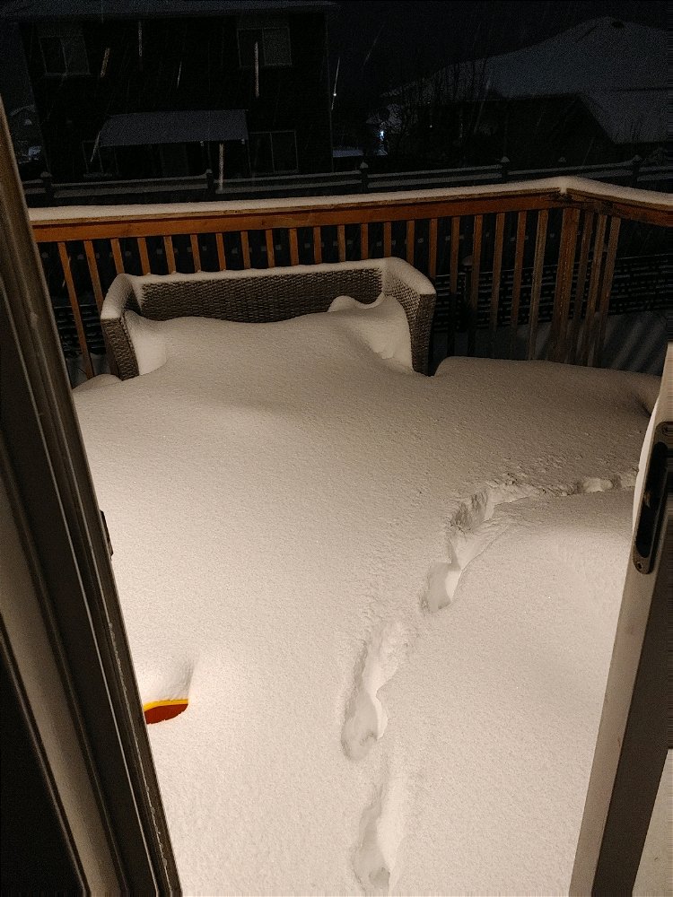 My back deck this morning
