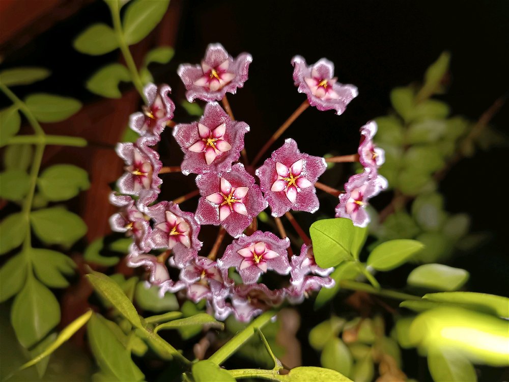 Todas, aquí mi flor de nácar