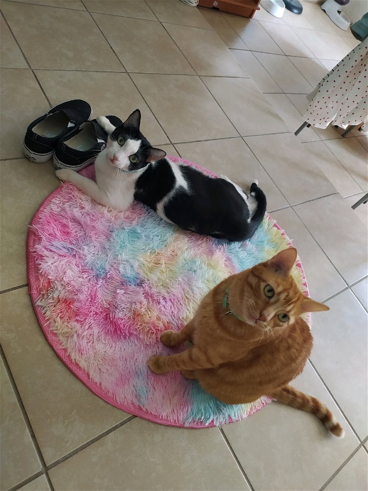 Nevermind, they decided to be spoiled now.