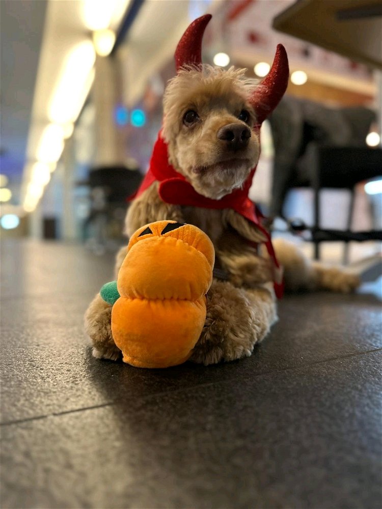 Vestido para el halloween
