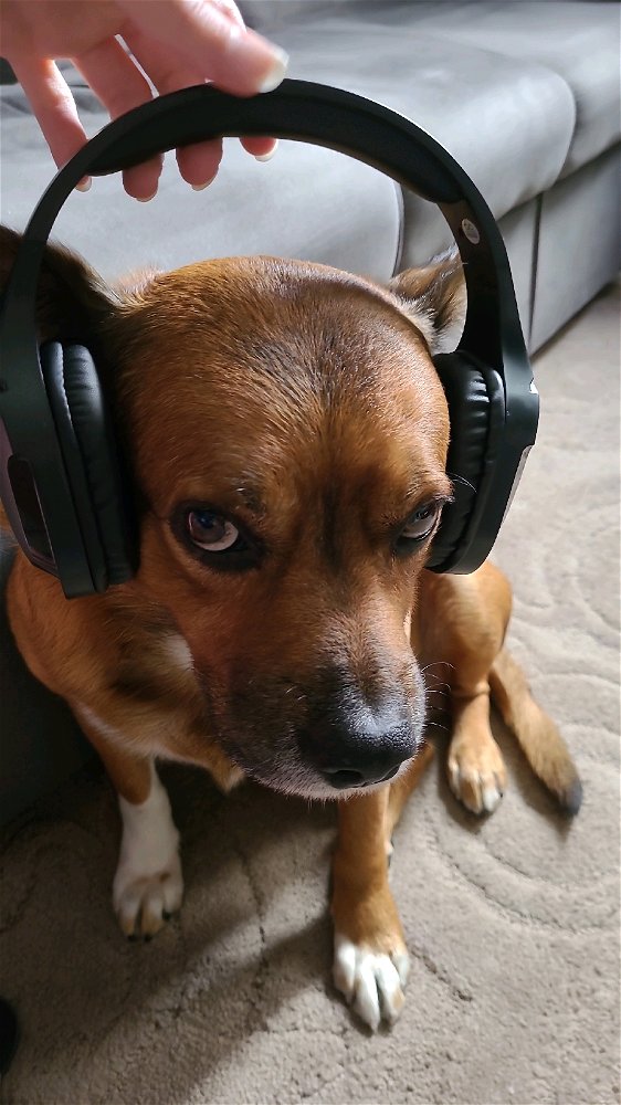 Meu doguinho