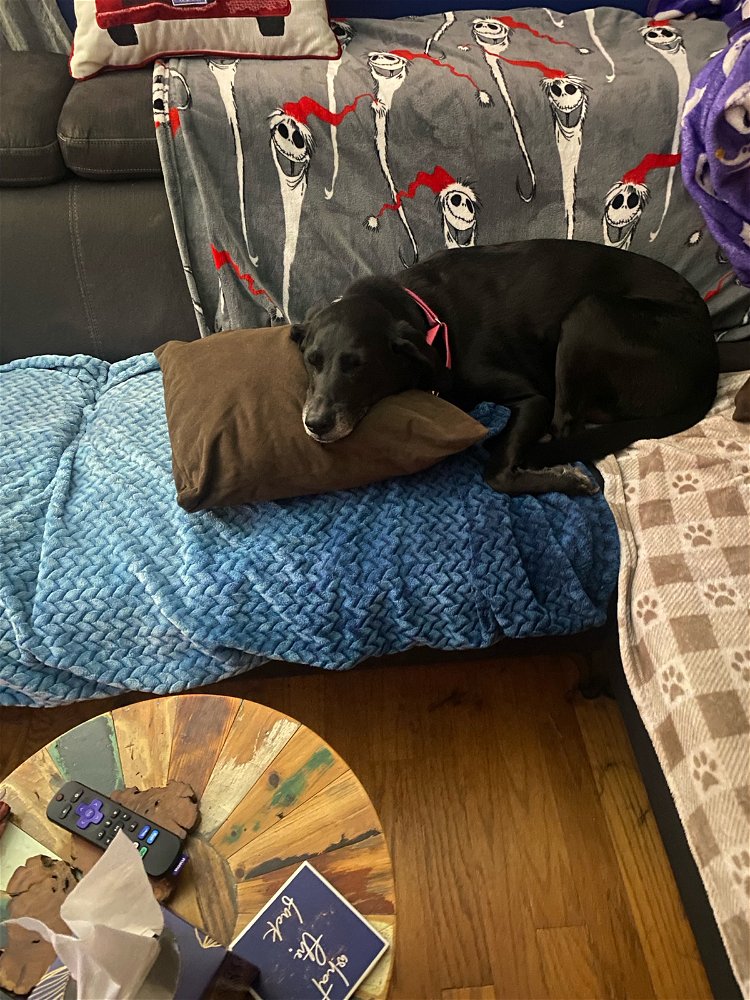 I take pictures of our dogs all the time.  This was yesterday.  Our dogs are our kids.  They are spoiled!!🤣😂🥰😃😁