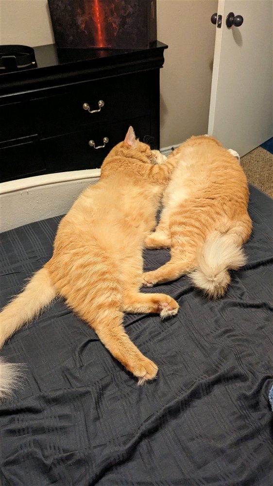 Me recordó a estos dos de aquí. Igual de lleno de pelos 🙀