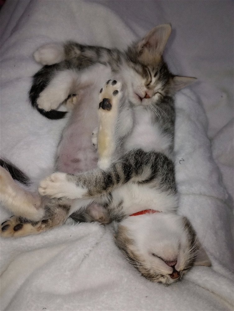 Tomando una rica siesta