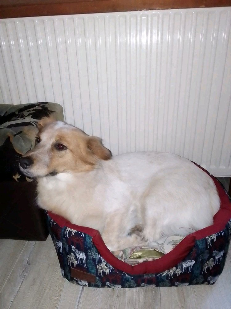 Похоже тоже гнездовая) гнездо отжато у кота))