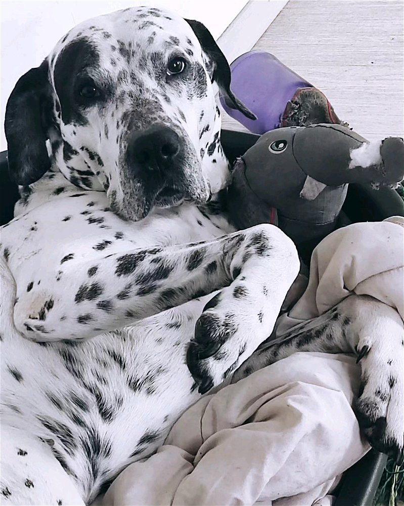 Le gros bébé ☺️