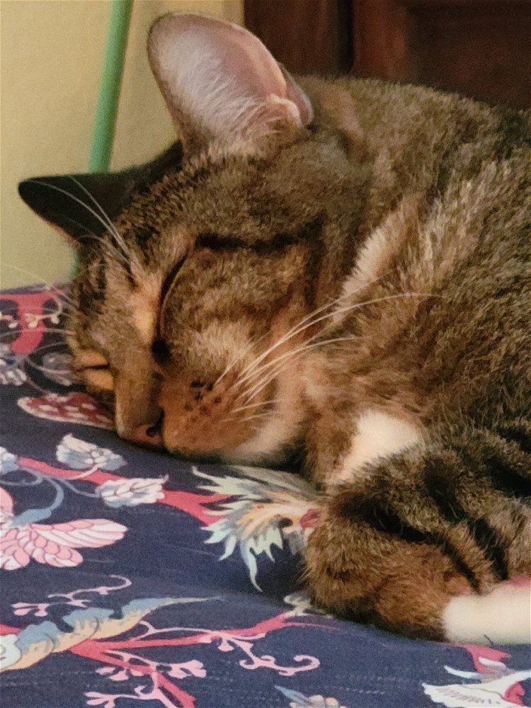 A rare picture of a sleeping angel. Usually he's giving huge side-eye.