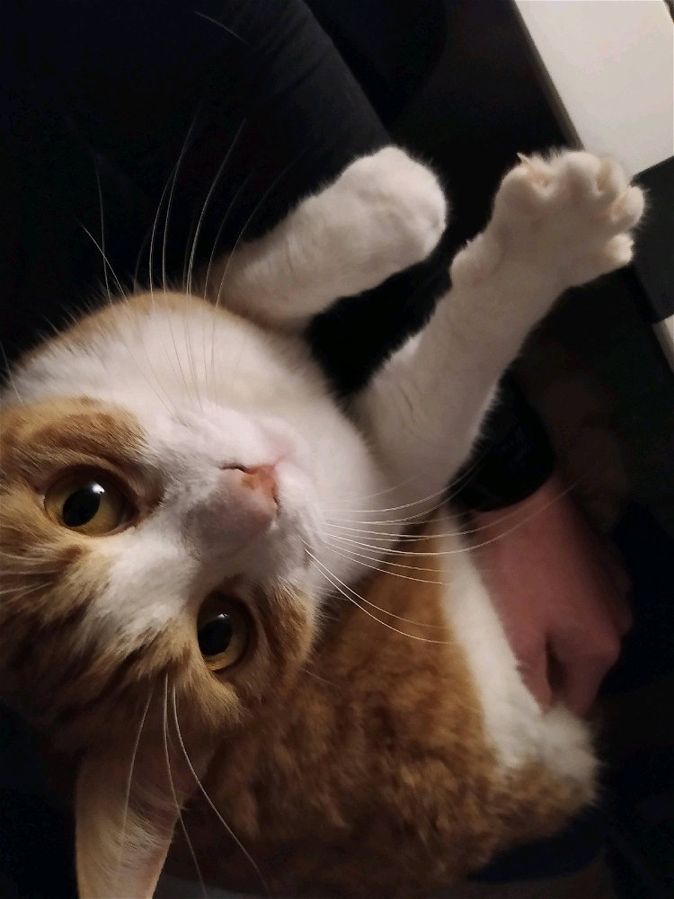Mon Caramel tendre 🥰