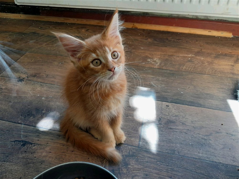 Die Katze