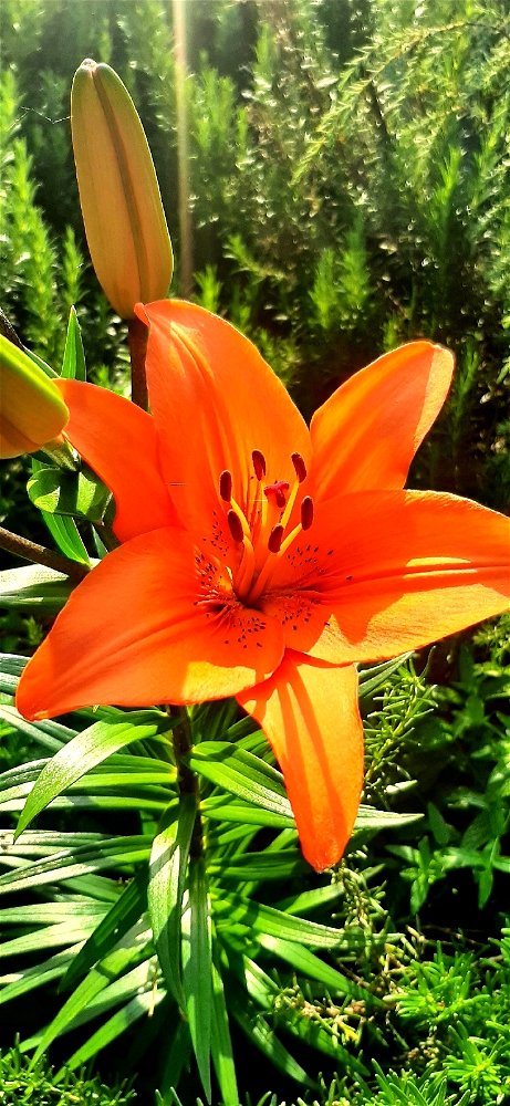 Nel mio cuore ho sempre un piccolo spazio per far foto ai fiori che trovo in giro