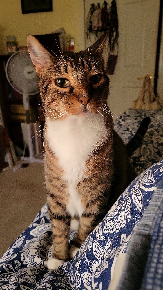 I'm sorry for your loss, it's always heartbreaking. 
I offer you a little Woot.