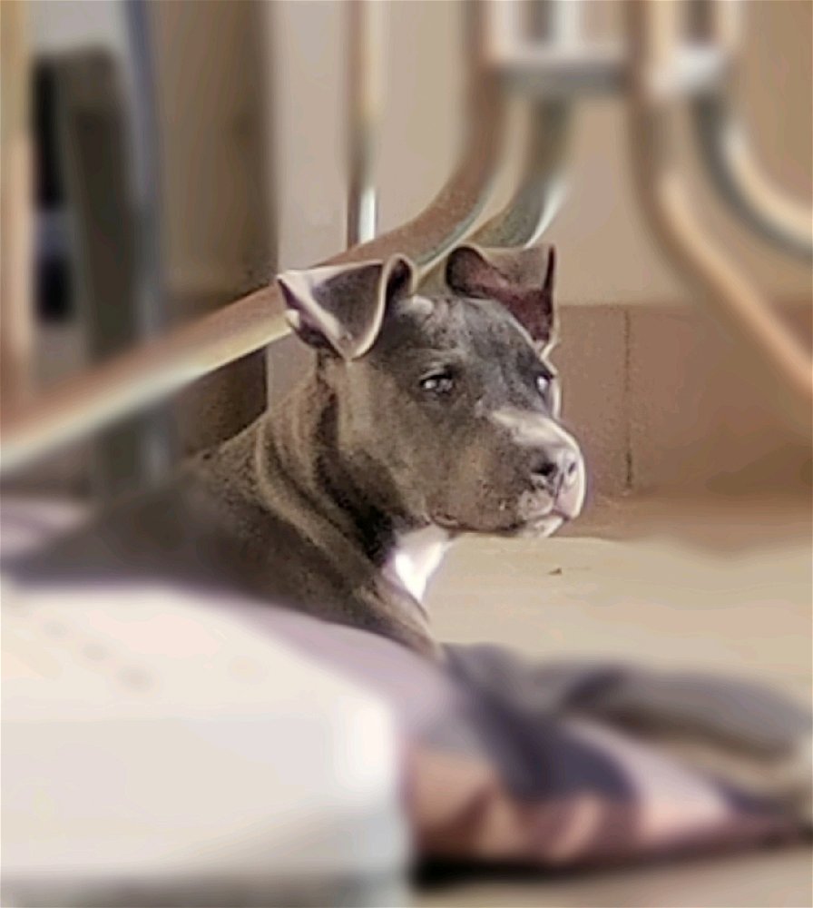 Loki ❤️
