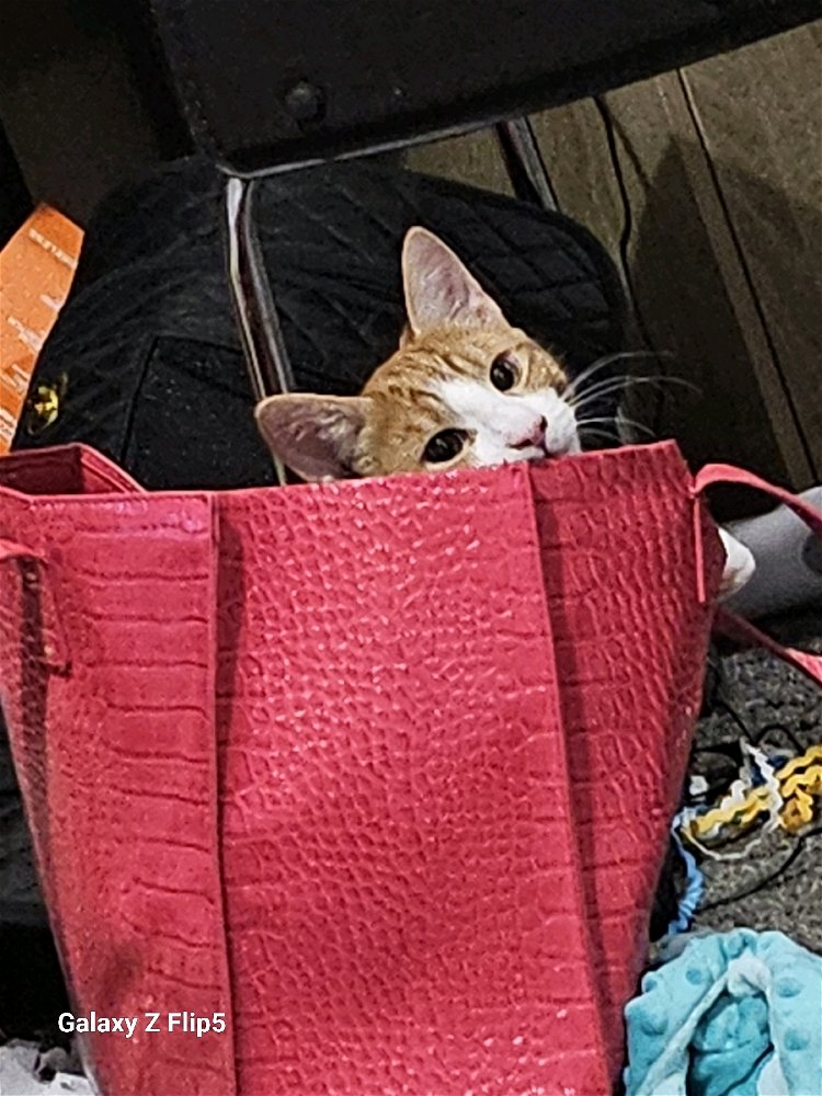 Aww 😍 this is one of my kittens in my handbags 🫣🤣