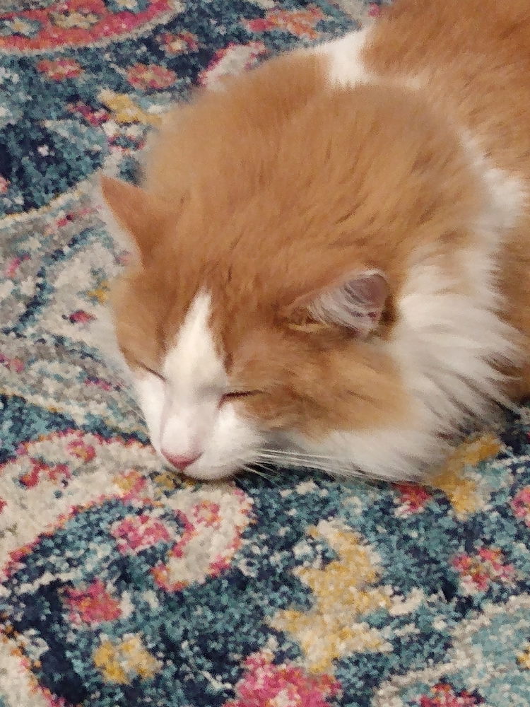 Cat go night