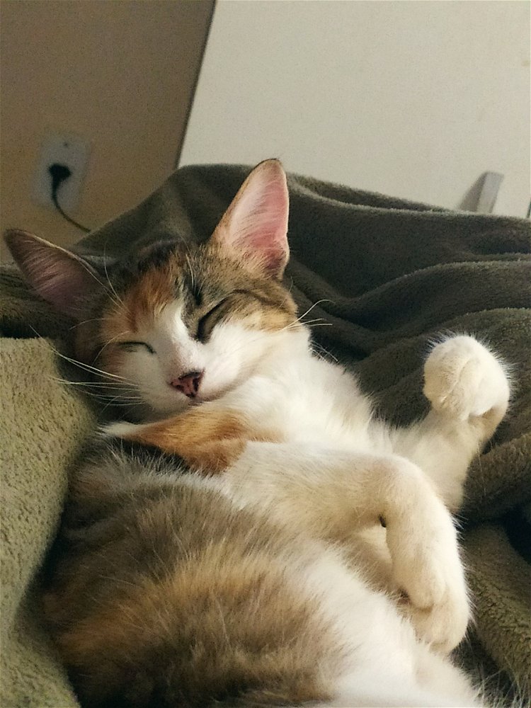 tia
