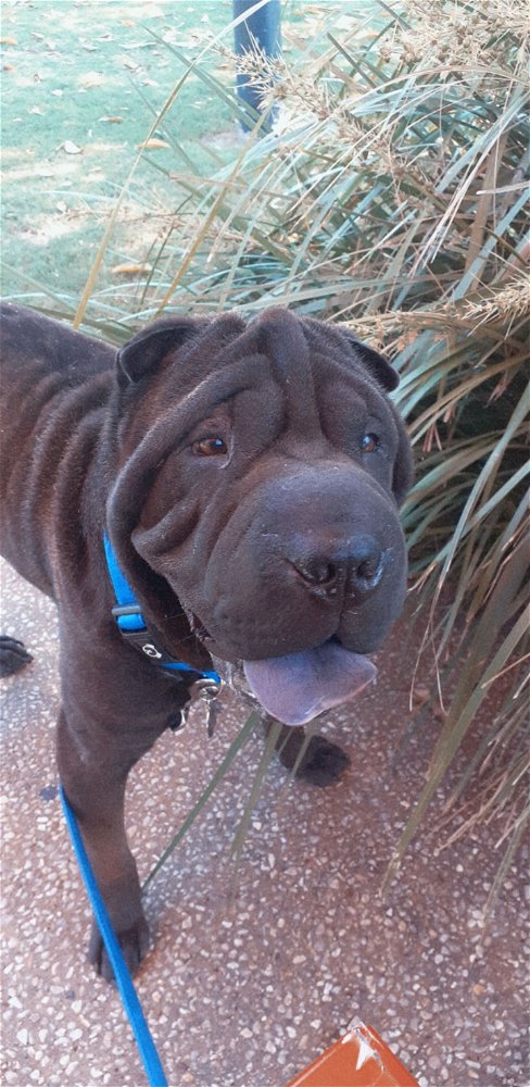 Sharpei's?