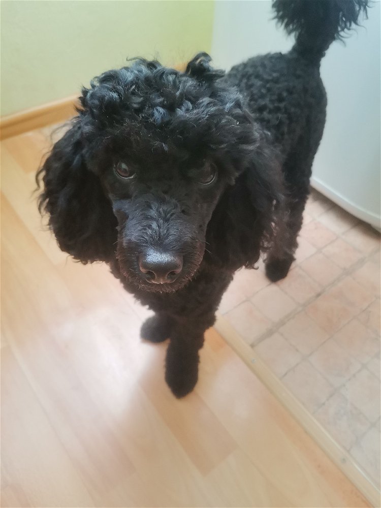 I love my dog