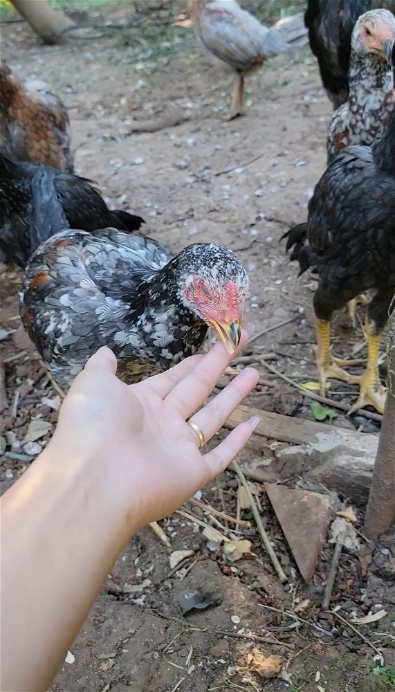 The moment you've gained an animals trust 🥺