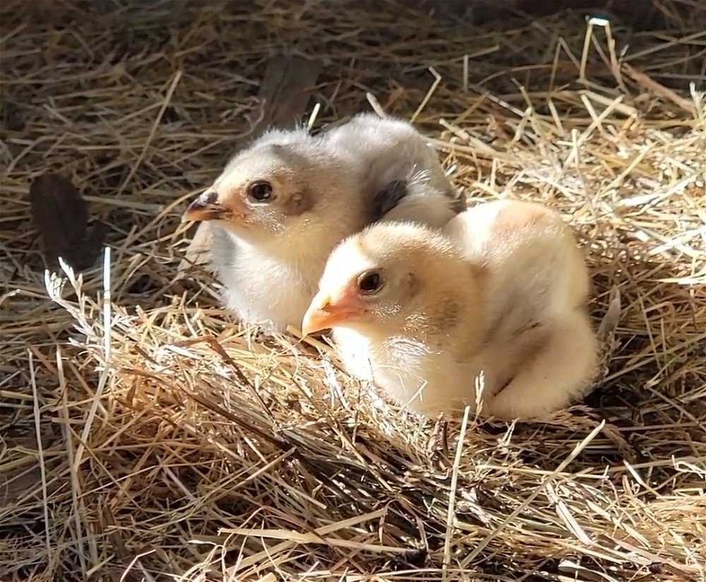 My little nuggets 🐥