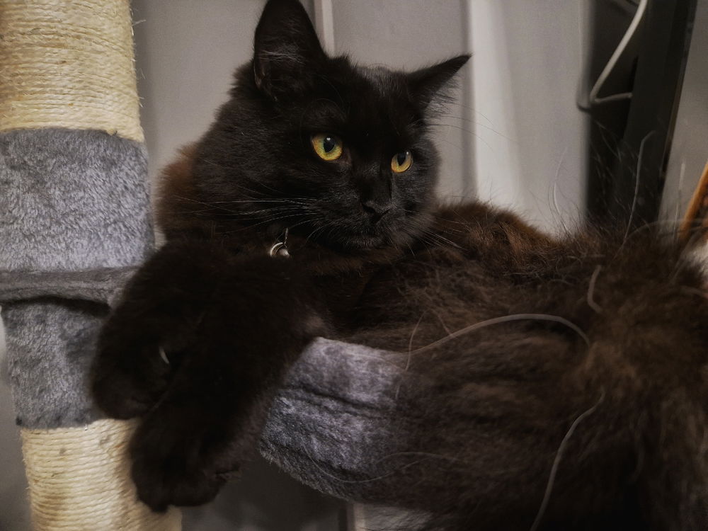 Do you love cats?