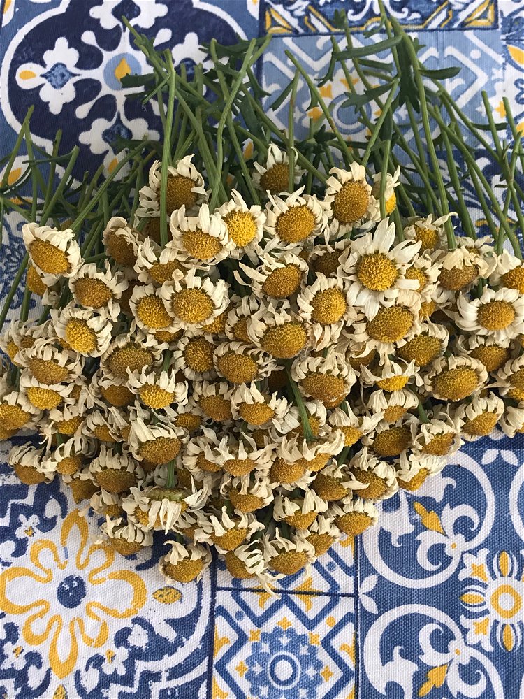 🌼🤍