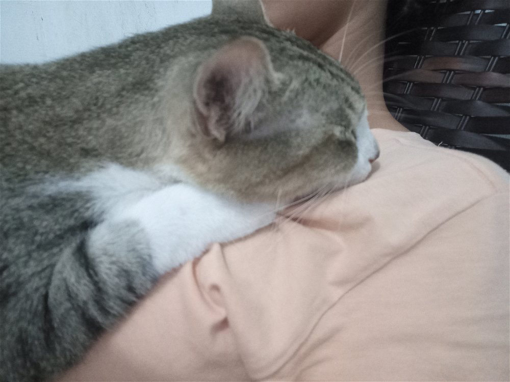 Cat 🐈