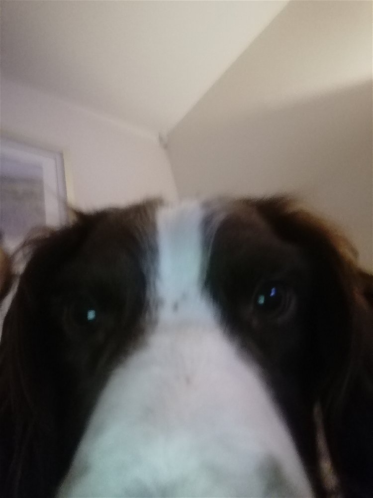 Hello. This is dog.