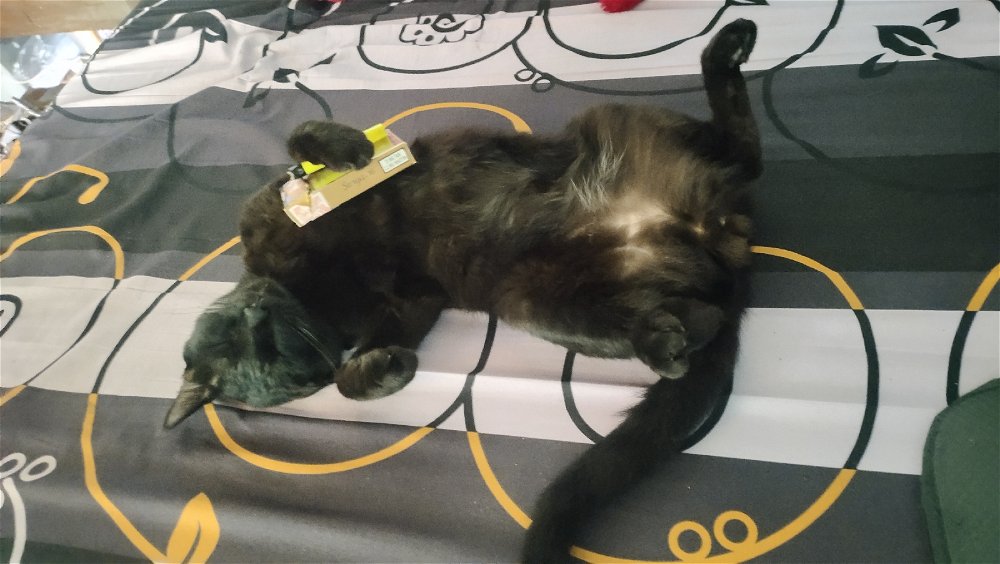🐈