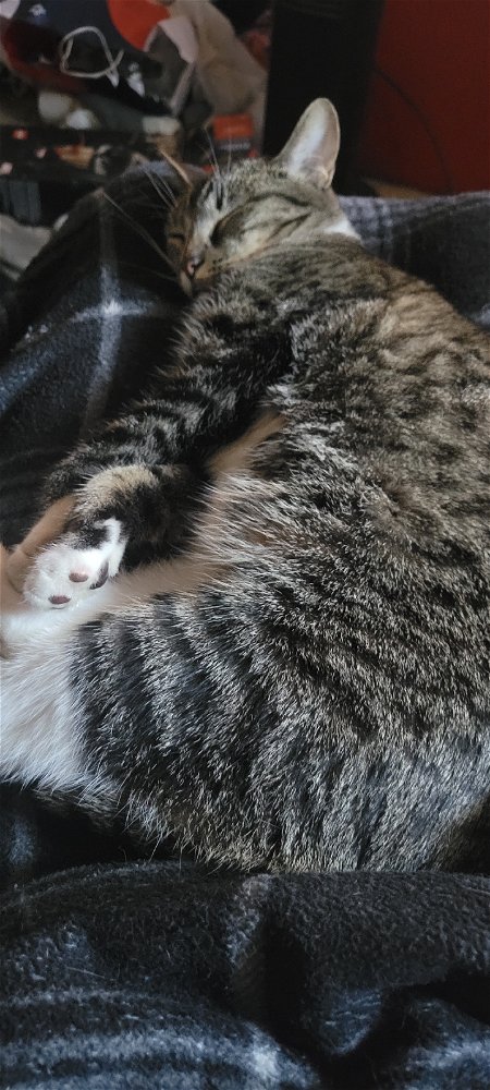 Tassie needs a mom