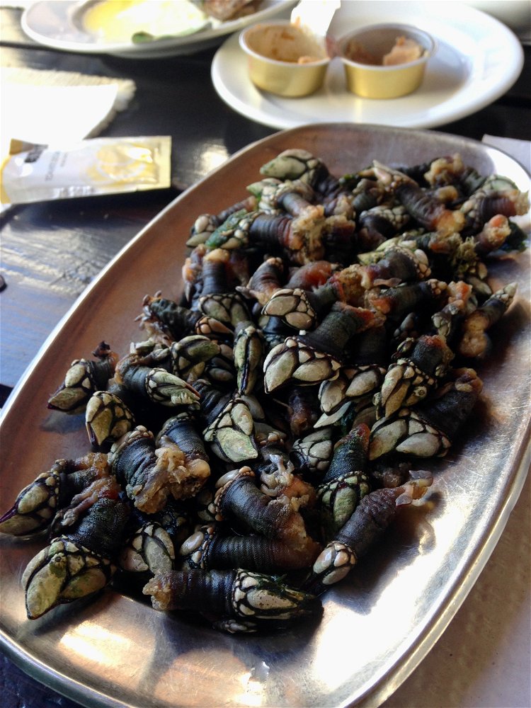A plateful of percebes (gooseneck barnacles).