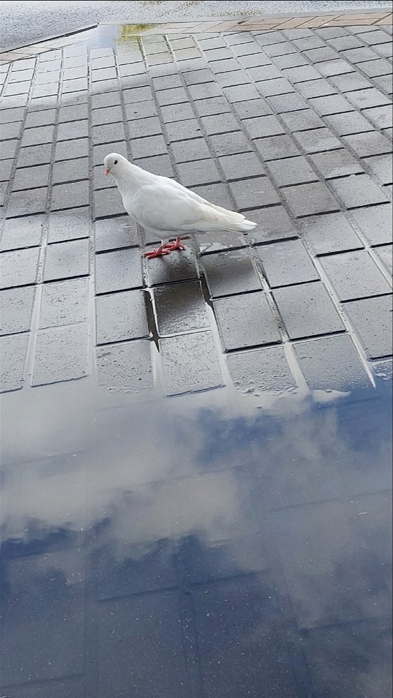 🕊