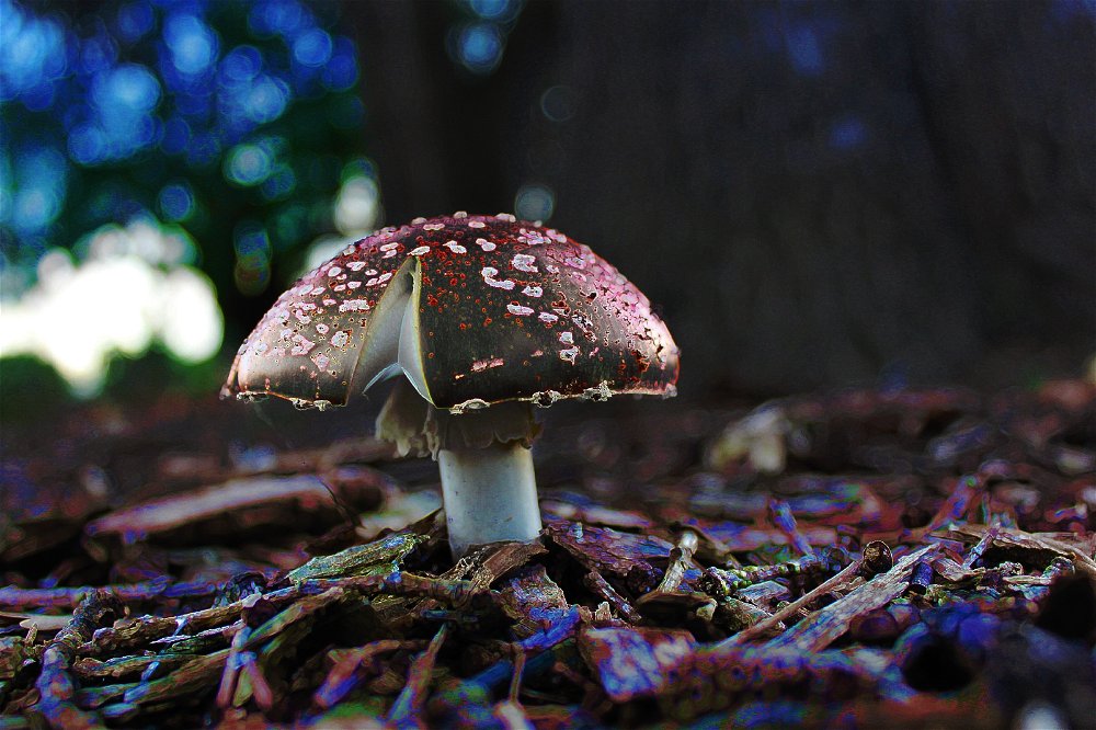 Amanita Muscaria