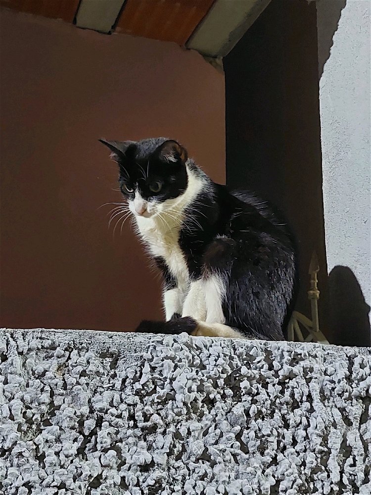 gatito