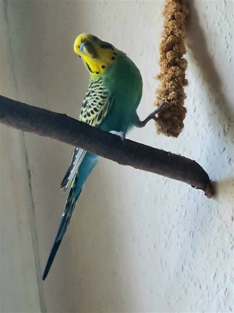 💛💚💙