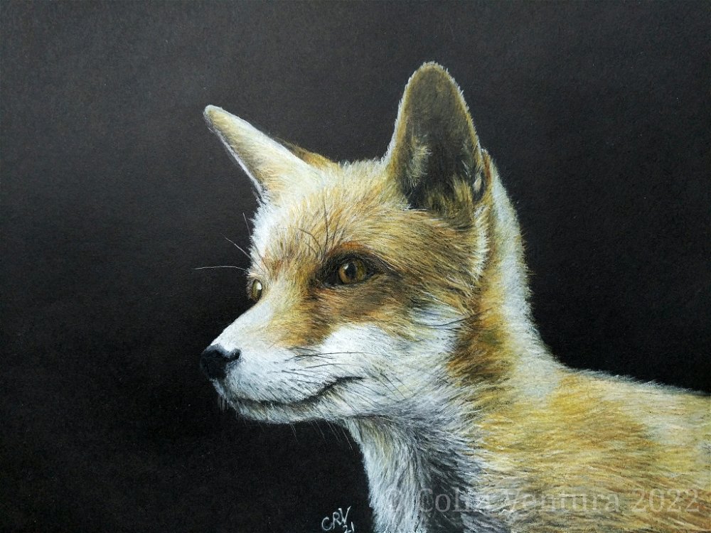 Fox cub