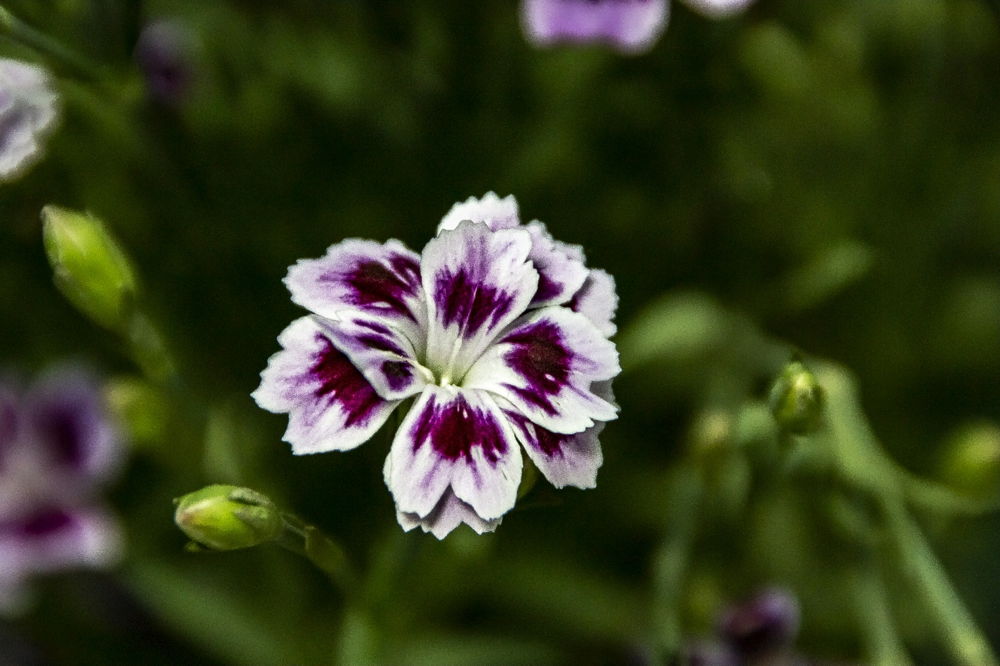 Фото.