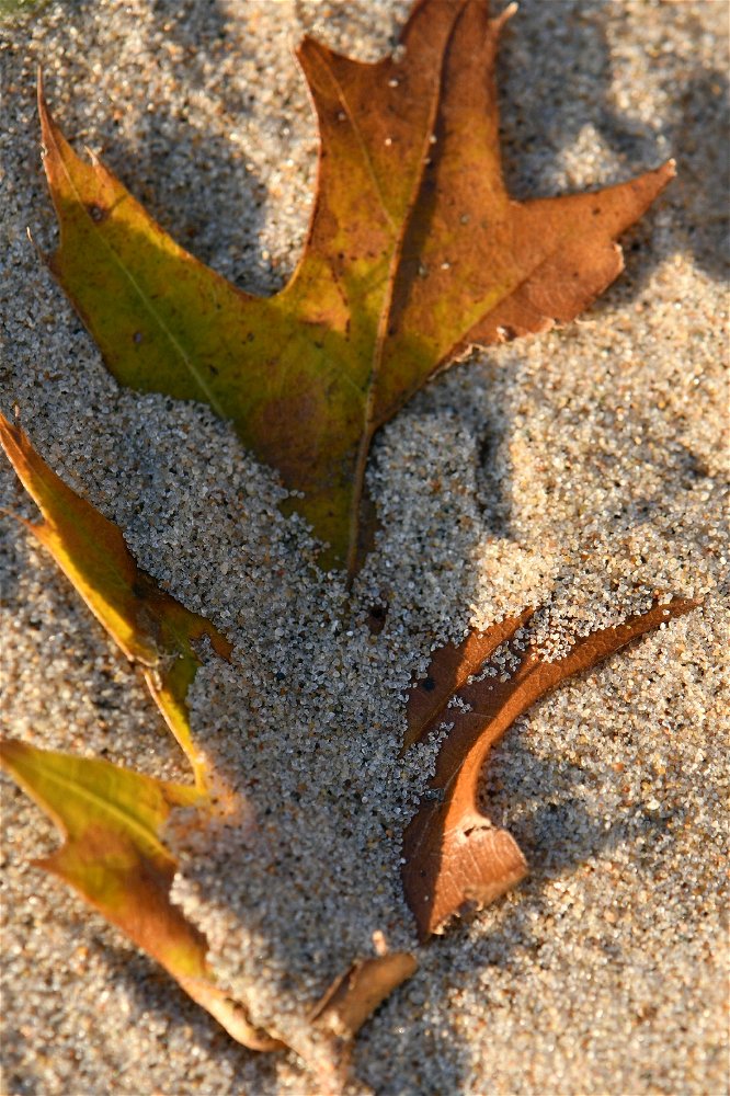 Sand on a leaf 🧡🍂