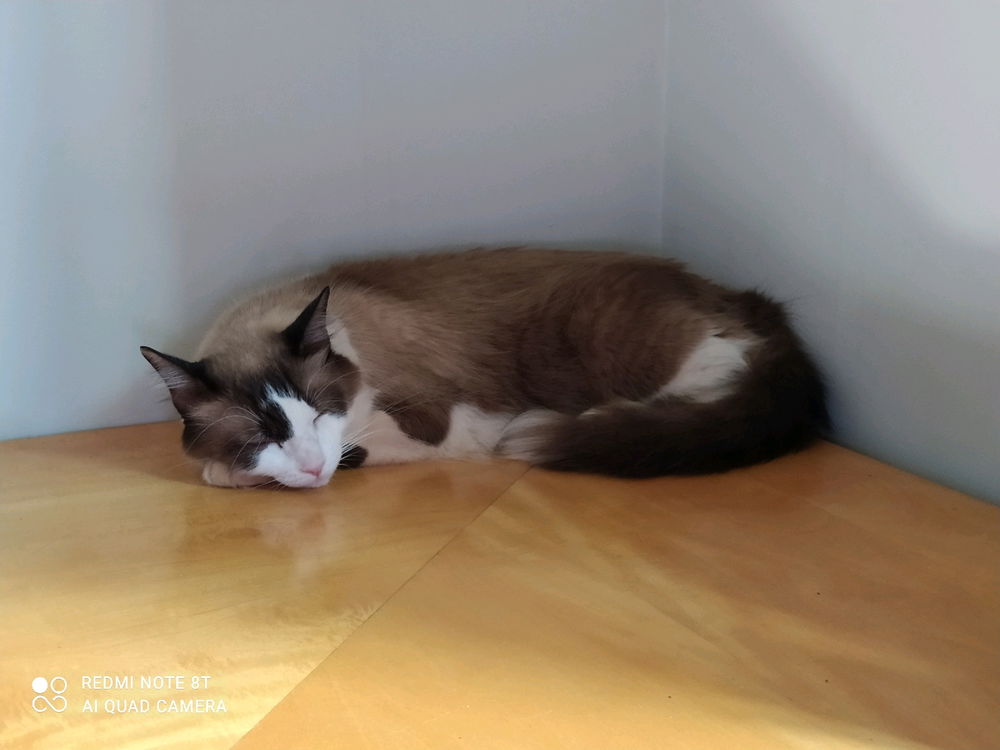 Poste uma foto do seu monstrinho (a) 😸