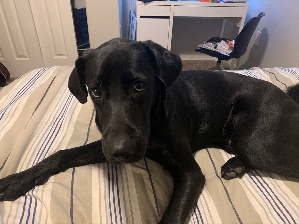 Hi y’all I’m new so here’s a picture of my dog Beau I’d love to see y’all’s pets too. He’s my best friend and such a good dog