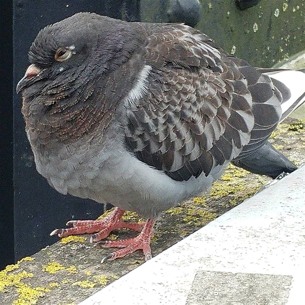 A fat pigeon I saw 😅